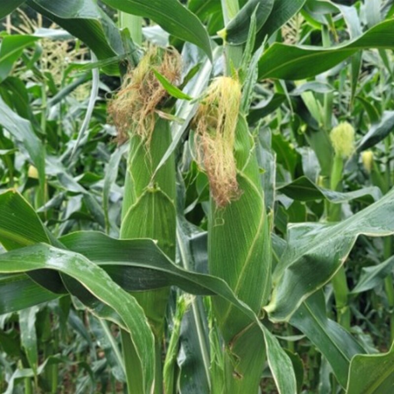 양양김양희들기름,양양더팜 미흑찰옥수수 20개,30개