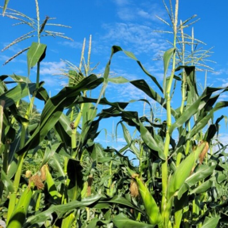 양양김양희들기름,양양더팜 미흑찰옥수수 20개,30개