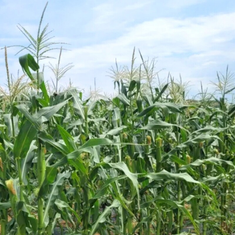 양양김양희들기름,양양더팜 미흑찰옥수수 20개,30개