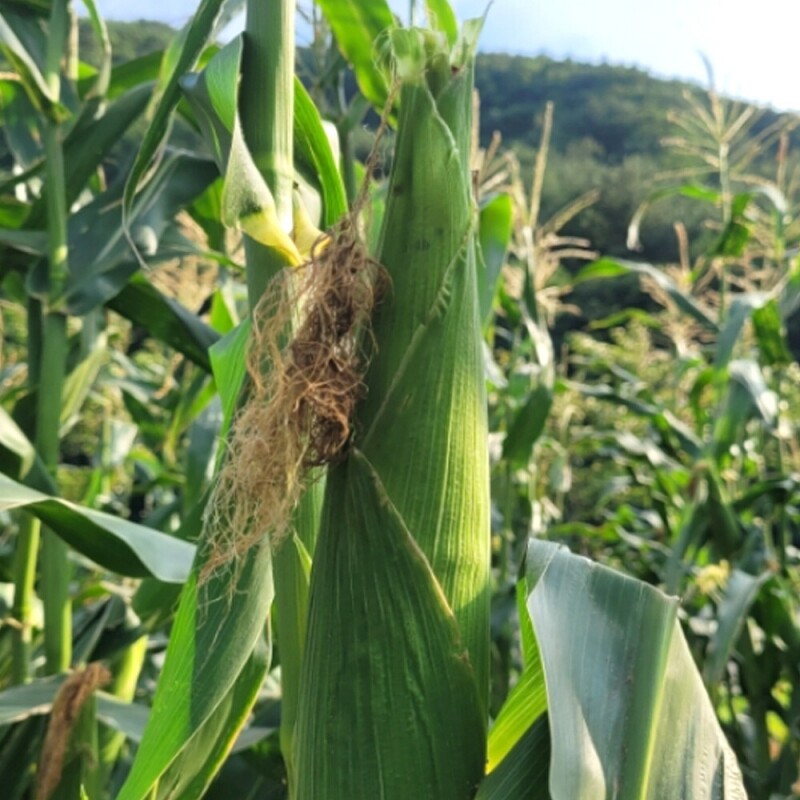 양양김양희들기름,양양더팜 미흑찰옥수수 20개,30개